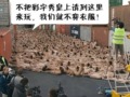 裸体抗议